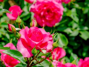 薔薇(バラ)の花言葉は?本数・色・部位ごとの意味など詳しくご紹介!_1