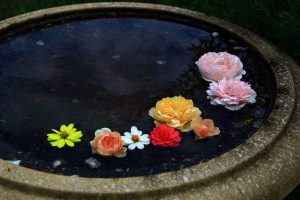 薔薇(バラ)の花言葉は?本数・色・部位ごとの意味など詳しくご紹介!_4