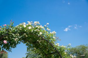 薔薇(バラ)の花言葉は?本数・色・部位ごとの意味など詳しくご紹介!_5