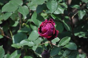 薔薇(バラ)の花言葉は?本数・色・部位ごとの意味など詳しくご紹介!_7