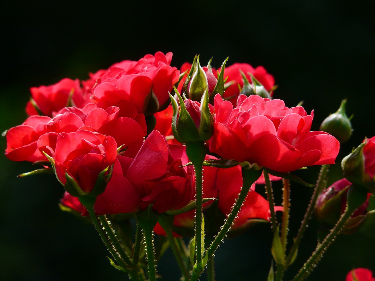 薔薇の花言葉とは？プロポーズの時に知っておきたい本数や色ごとの違い